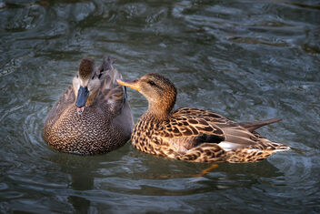 Ducks. - Kostenloses image #471475